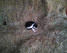 cat curled up on square hay bales