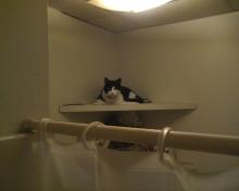 tuxedo cat sitting on shelf as seen from shower