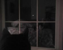 cat looking out window at moon