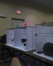 Parker in cat show ring 8