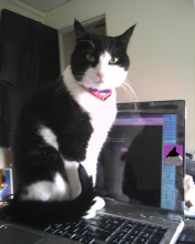 Parker Prettycat sitting on laptop