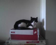 cat sitting on a shoebox