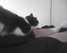 cat on lap -- black shorts