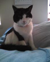 Parker, a tuxedo cat sitting on a bed