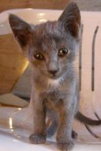 small grey kitten on a chair