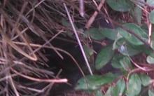 another kitten in bushes
