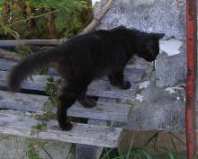 Mama Kitty black cat