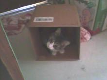 Midge in a box