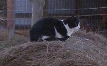 black-and-white cat sitting on a hay bale