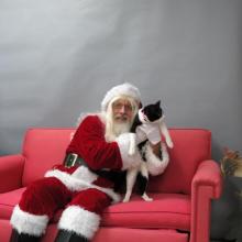 cat with Santa Paws