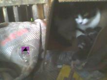mother cat with kittens in box