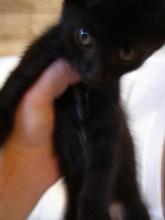 stripe black cat