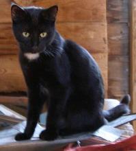 Truffles black cat
