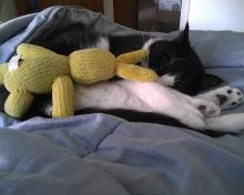 tuxedo cat with yellow toy bunny