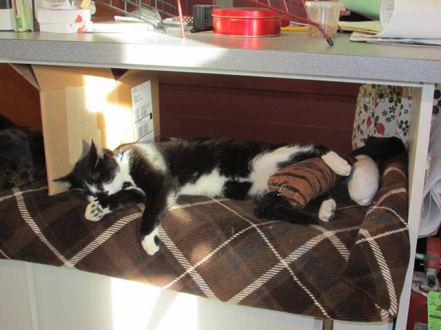 tuxedo cat sleeping in sun