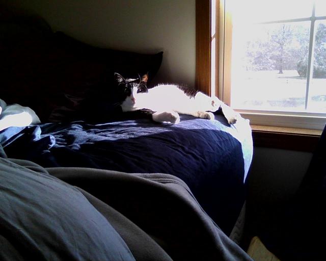 cat in sunny spot on bed
