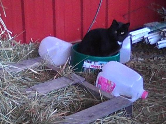 black cat sitting in water bowl