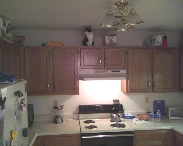cat on kitchen cubbards