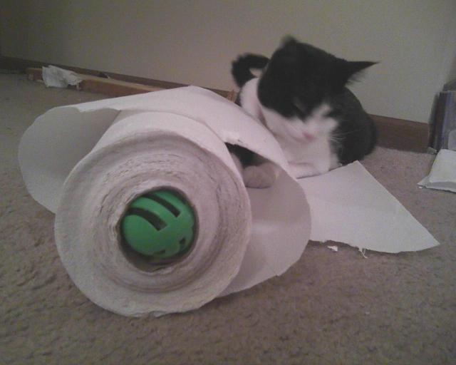cat playing with ball and paper towels