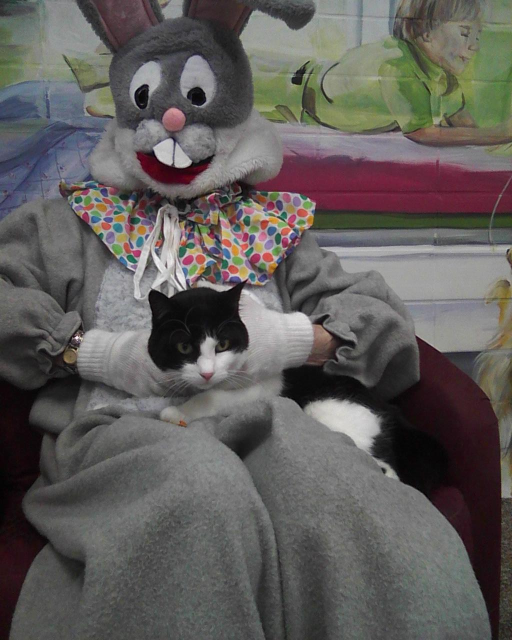 tuxedo cat being held on the lap of the Easter Bunny