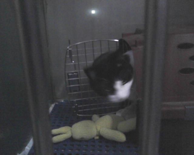 cat emerging from carrier in boarding cage