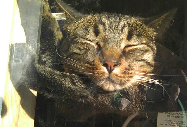 tabby cat sleeping in sun