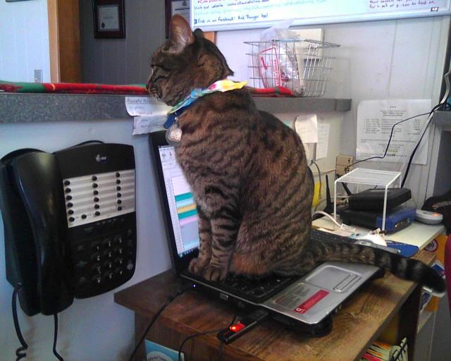 tabby cat on laptop computer