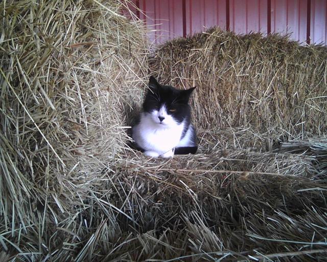 cat sitting on square hay bales