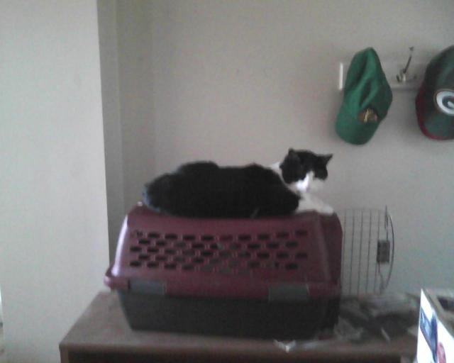 cat sitting on carrier with hats in background