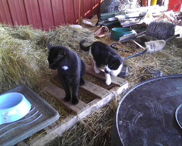 two farm cats waiting for dinner