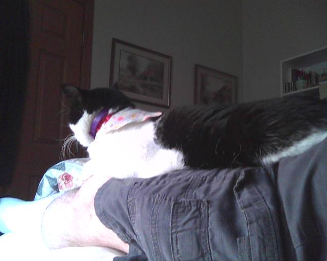 cat on lap