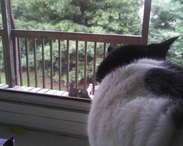 cat in window watching cat on porch