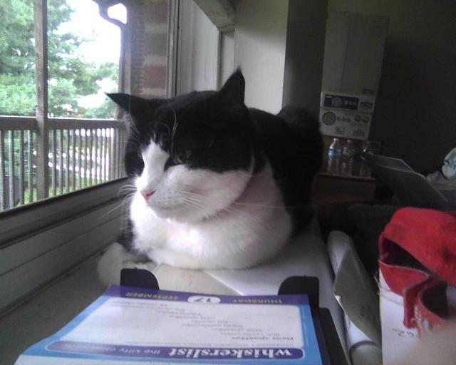 kitty loaf in window.