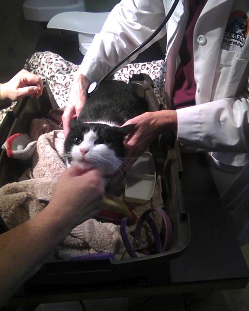 cat in half of cat carrier being examined by veterinarian and technician