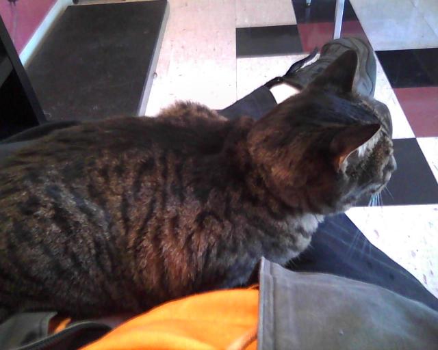 tabby cat on a lap