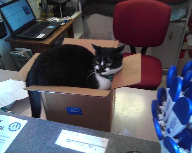tuxedo cat sitting in box