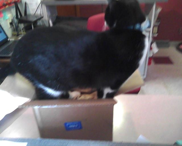 cat standing in box