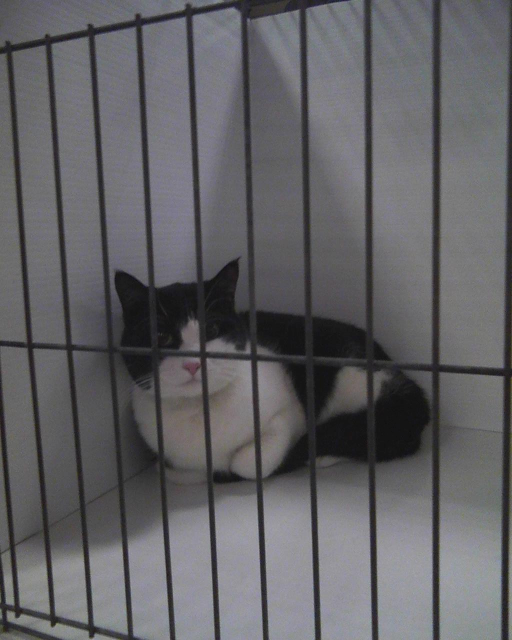 Parker sitting in cage