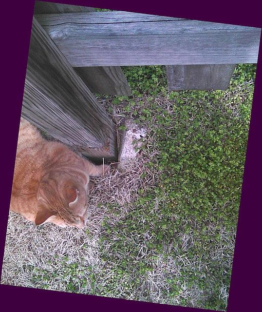 Bob keeping watch on the mouse in the hole