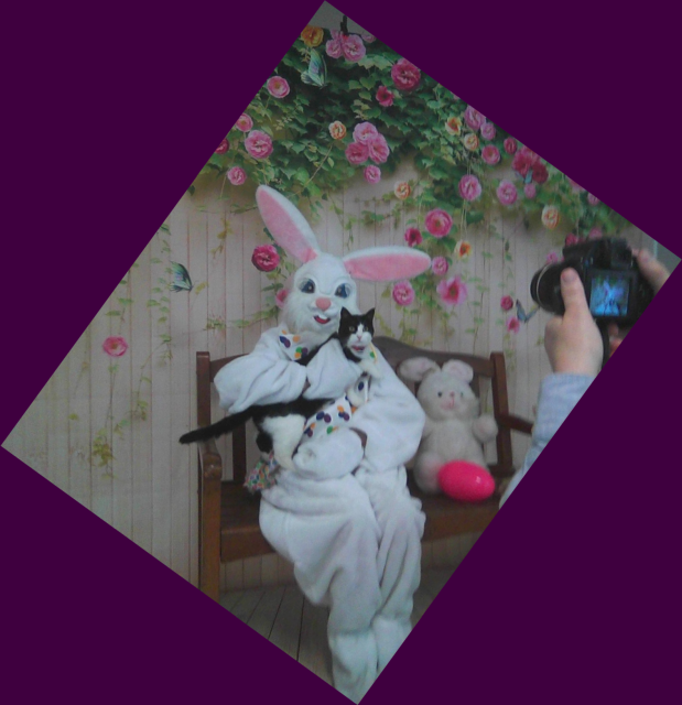 black and white cat on Easter Bunny's lap with purple border