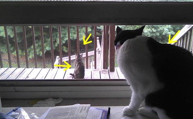 Cat watching two other cats