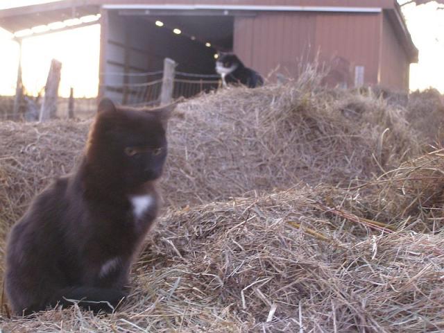 two cats on hay bales