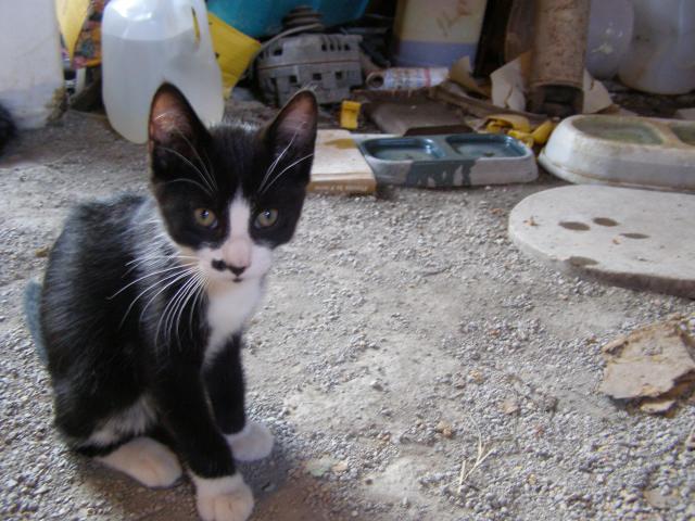 tuxedo kitten with long sleeves and black nose