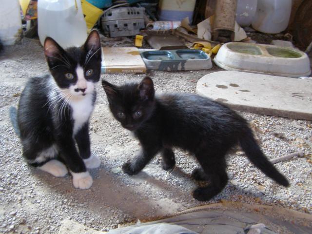 two kittens