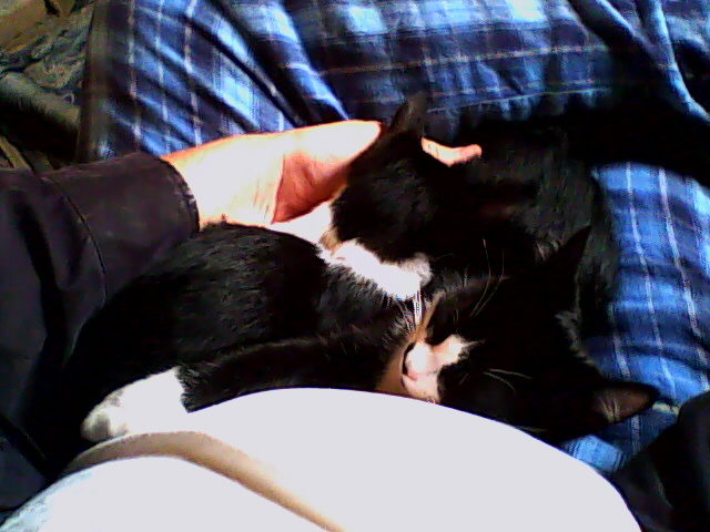 two tuxedo kittens sleeping on lap