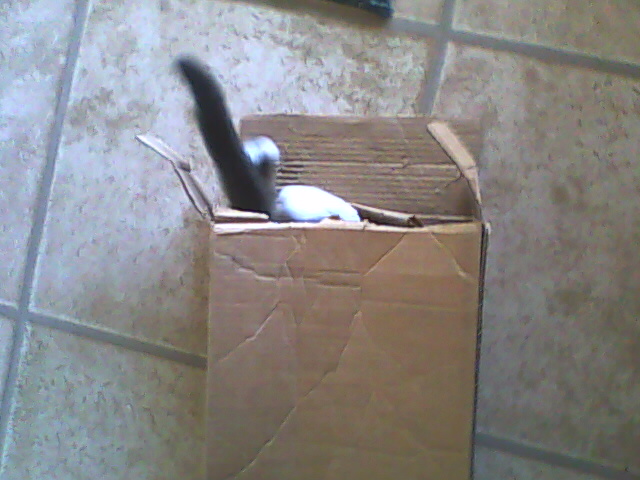 cat exploring long box