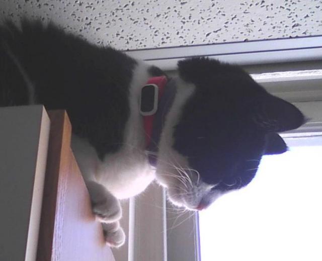 black and white cat wearing two collars