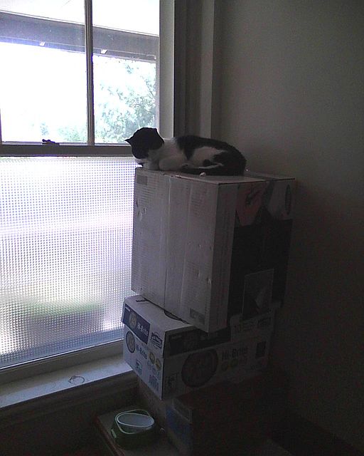 cat sitting on a box tower