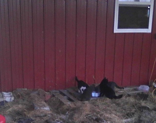 four farm cats at dinner