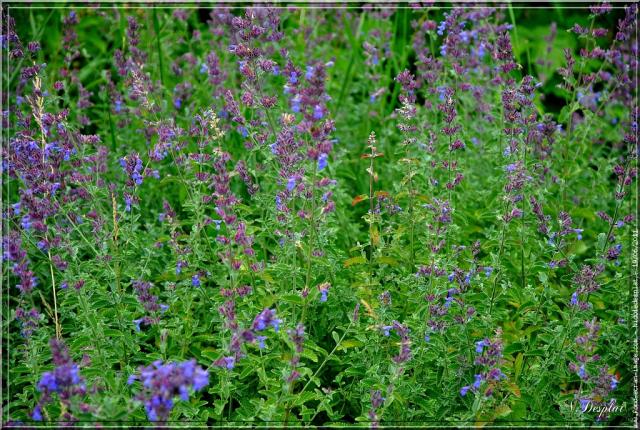 field of catnip